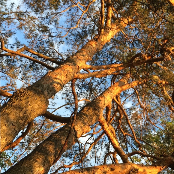 Meet your Posher gado_gado - Picture 4 of 10